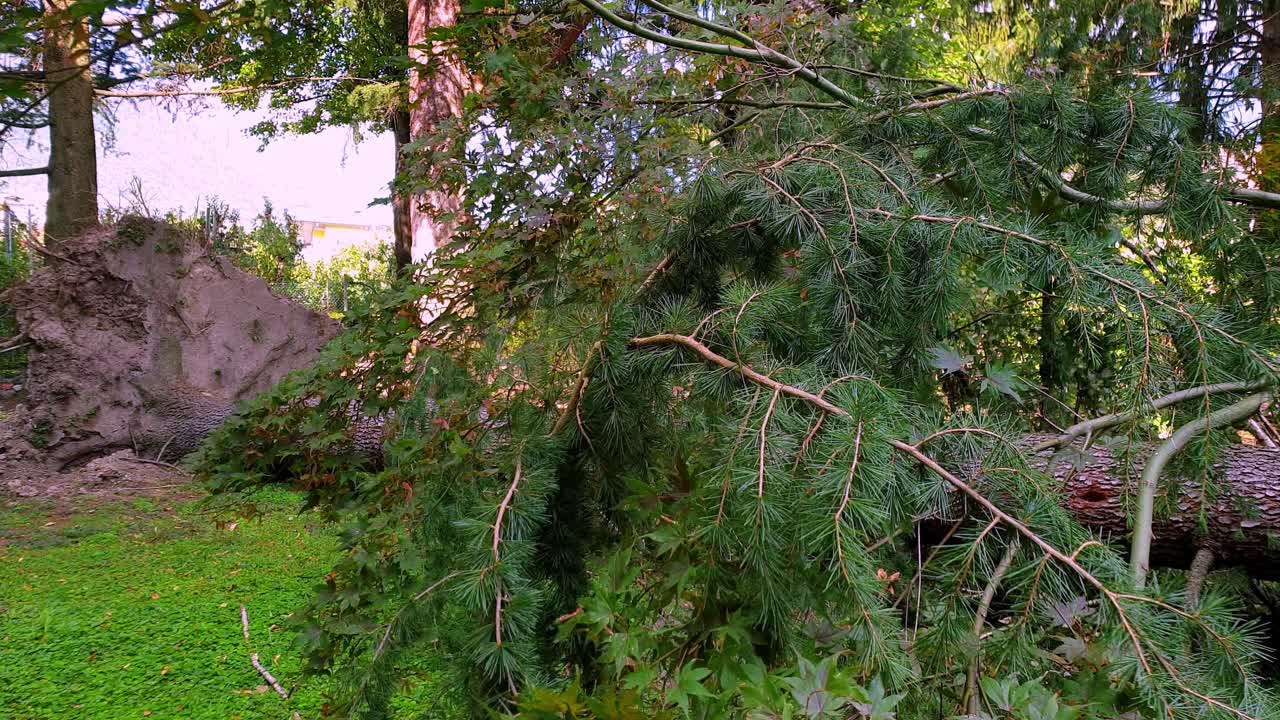 Closeup of an uprooted tree. Panning motion.