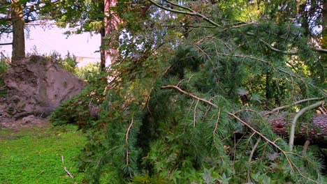 closeup of an uprooted tree. panning motion.