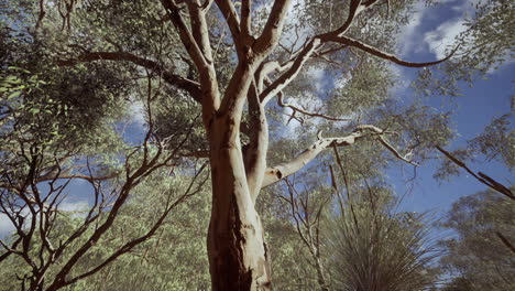 Eucalipto-En-El-Centro-Rojo-De-Australia