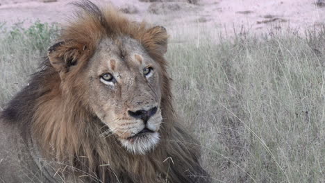 Majestätischer-Männlicher-Löwe-Blickt-Im-Wildpark-In-Die-Kamera