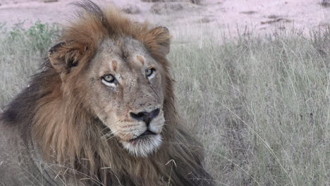 majestuoso león macho mira a la cámara en el parque de juegos