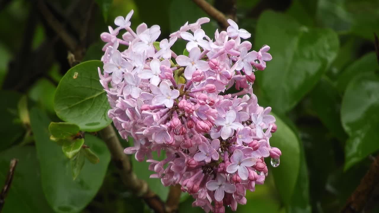 Lilac flower under the rain and wind, representing the beauty of the nature and freshness of the raindrops.