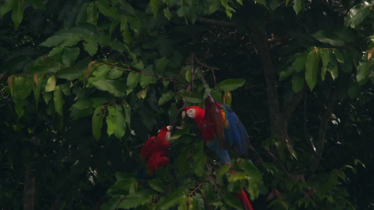 Scarlet Macaws clash in slow motion, battling for a perch high above the Peruvian rainforest canopy.