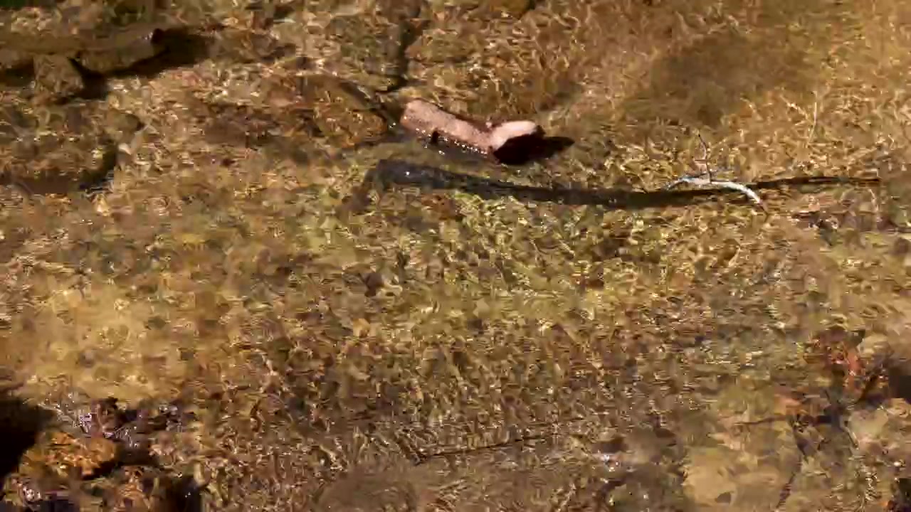 Sunlight reflects on clear water flowing over pebbles in Wentworth Falls, Blue Mountains, Australia.
