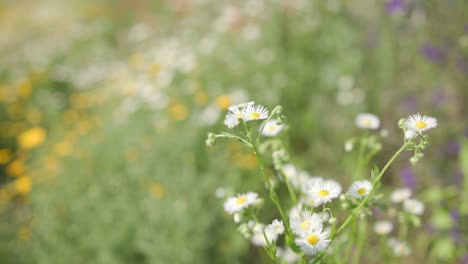 Wiese-Mit-Bunten-Blumen-Im-Garten