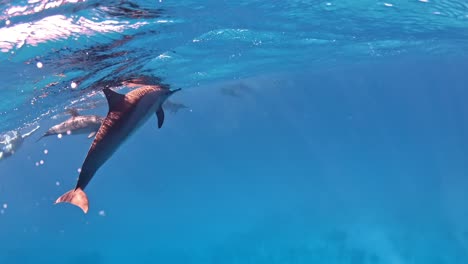 Observation-of-dolphins-beneath-surface-in-their-natural-environment