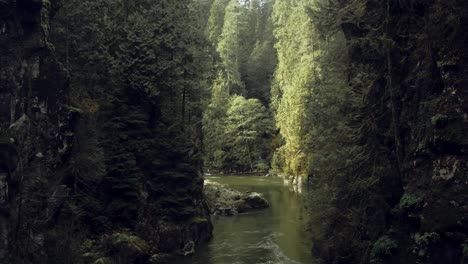 moody forest river canyon with giant evergreen trees, cinematic rising drone