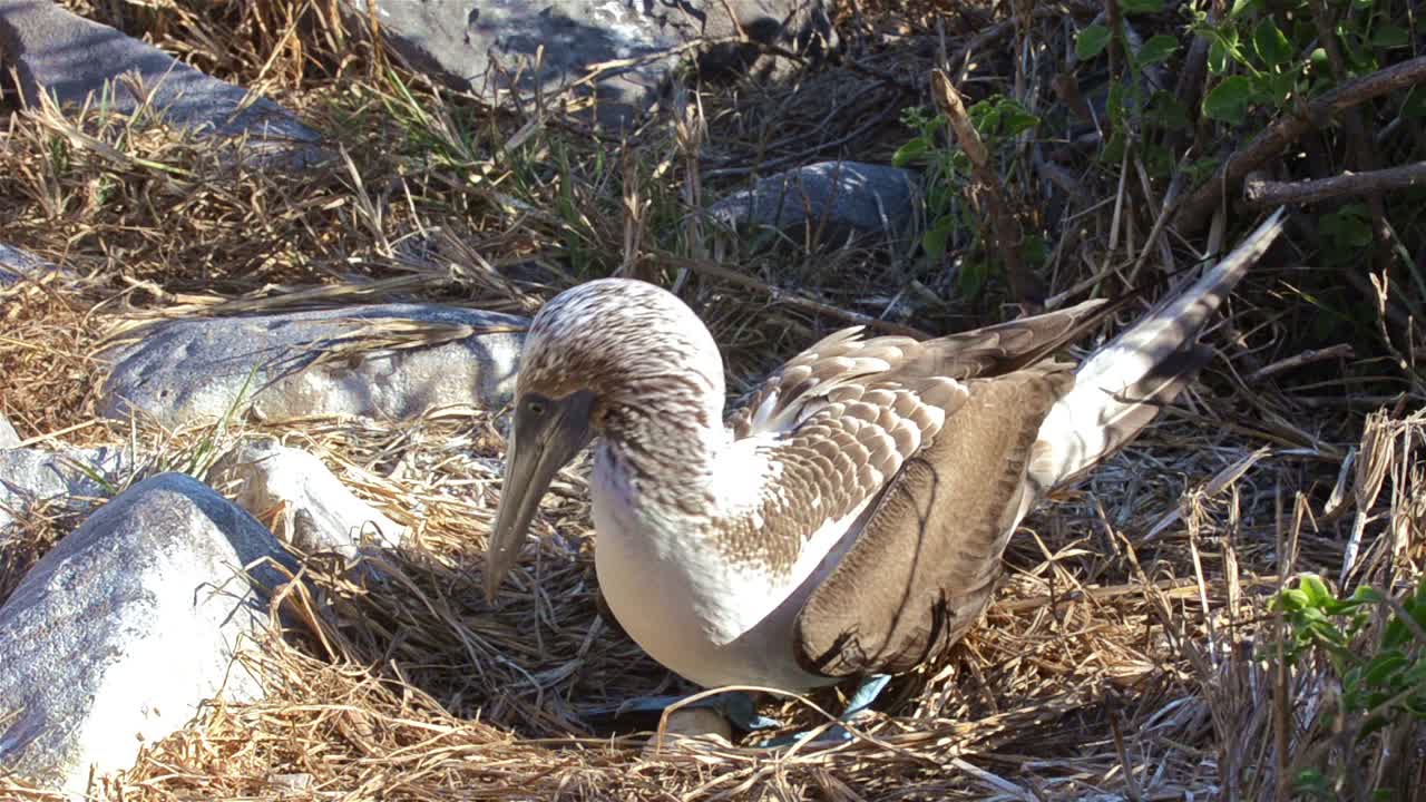 갈라파고스 제도 국립 공원과 해양 보호 구역 에콰도르의 북쪽 시모어 섬에 있는 알 위에 앉아 있는 푸른발부비