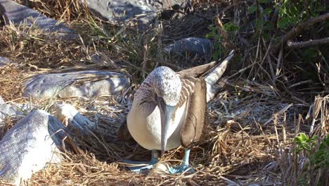 bluefooted booby sitting on an egg on north seymour island in the galapagos islands national park and marine reserve ecuador