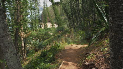 una ruta de senderismo a través de la paradisíaca selva tropical en la isla tropical de grande terre en nueva caledonia