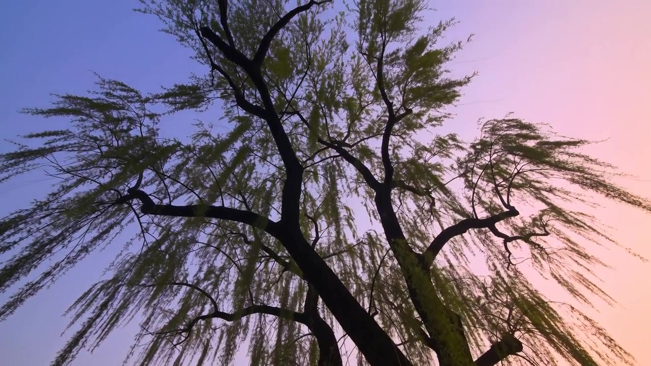 Salice a due tronchi ondeggiante, leggera brezza che muove i rami nel parco, cielo crepuscolare.