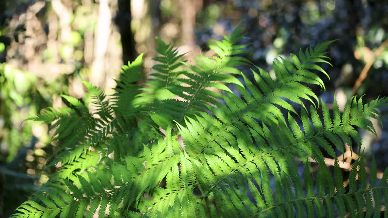 Vibrant green ferns gently sway under dappled sunlight in a serene forest setting, capturing the essence of natural tranquility