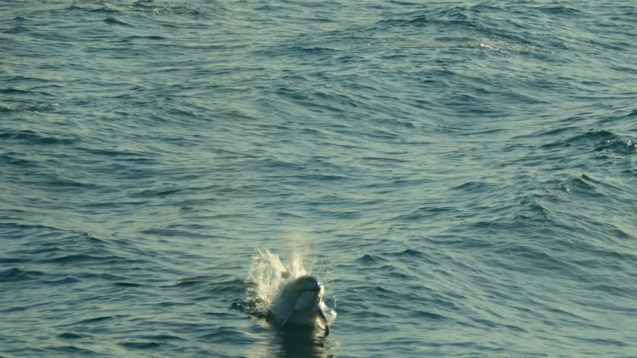 Dolphin jumping high out of water in sunset lighting