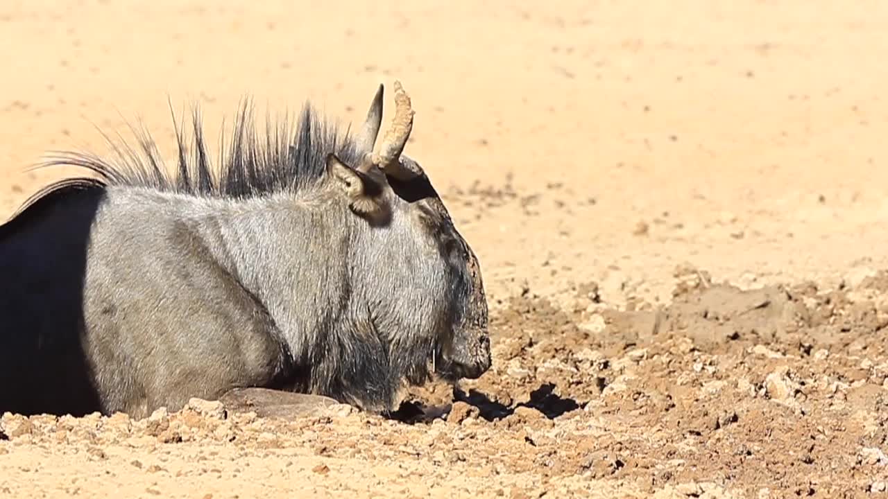Gnu infangato giace nella sabbia fresca e umida in un caldo mezzogiorno del Kalahari.