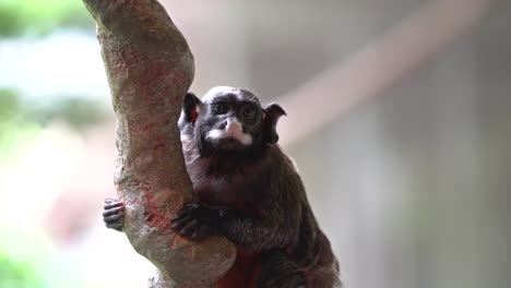 Lemur-hanging-relaxing-at-branch-tree-in-close-up-view