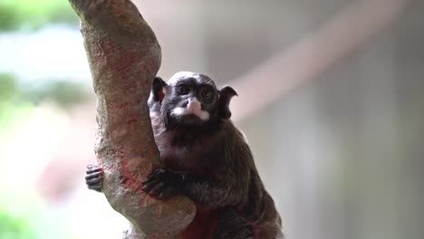 lémur colgado relajándose en una rama de un árbol en vista de cerca