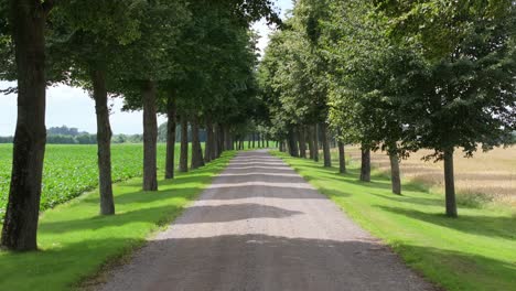 tree-lined road in the countryside. - aerial pullback