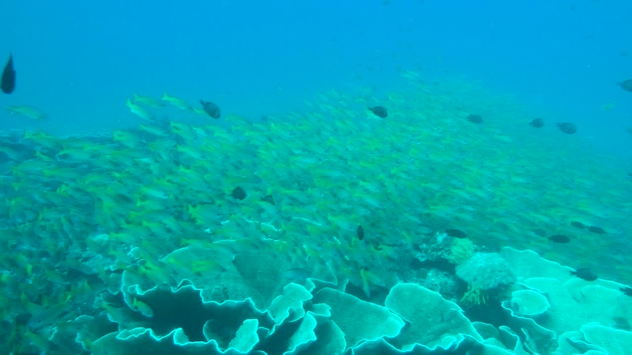 A Large school of yellowtail snapper on an underwater dive expedition in El Nido, Palawan (Philippines).