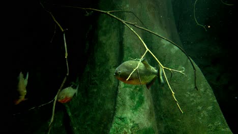 peces nadando en un acuario