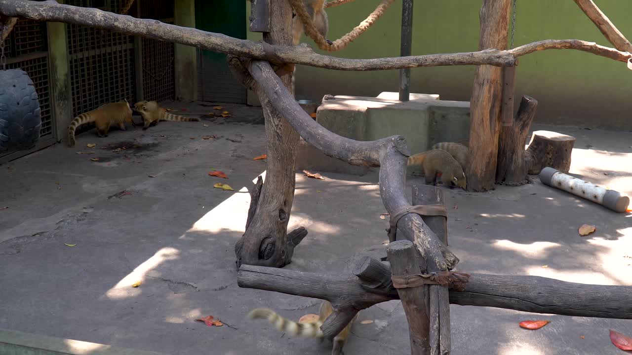 많은 코티 또는 코티문디가 나뭇가지에서 놀고 있습니다.