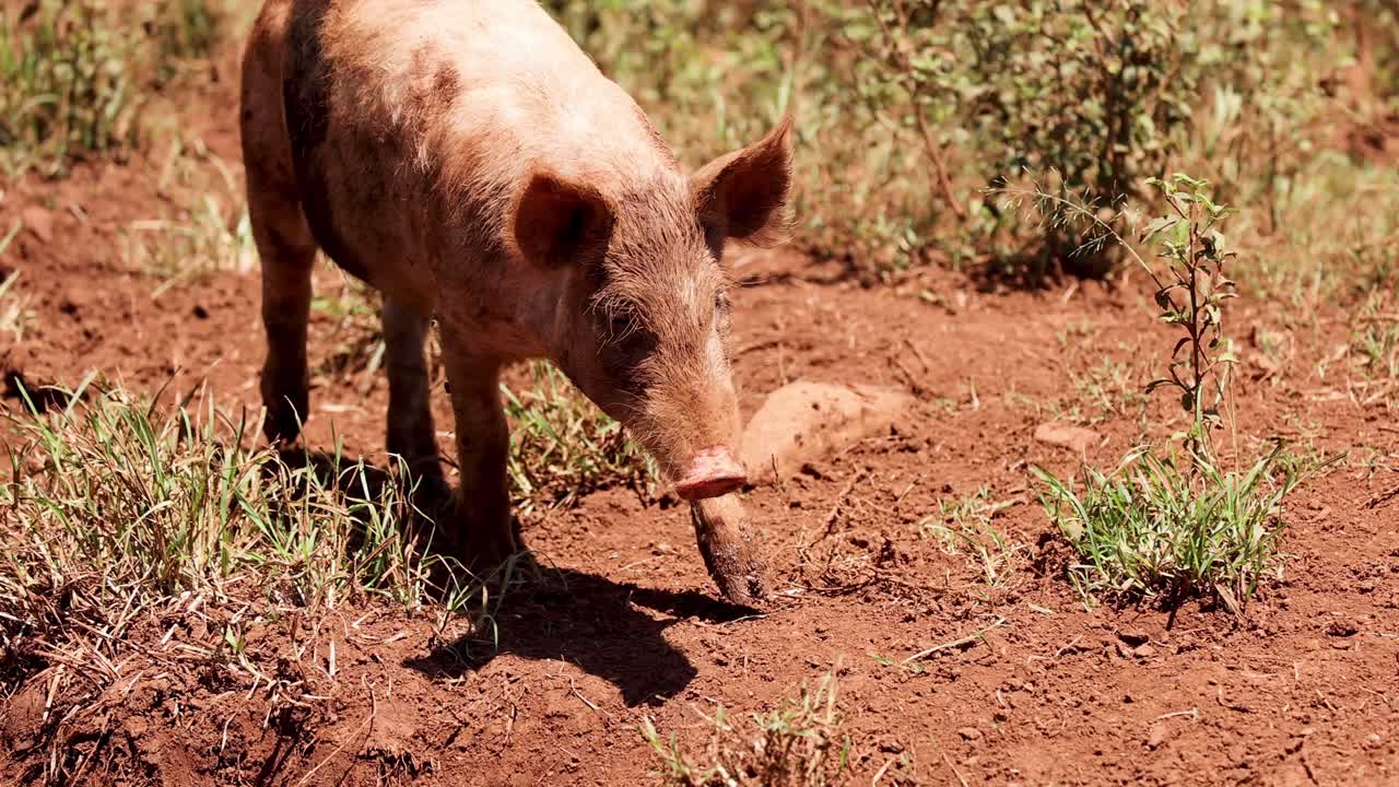 un cerdo explora y olfata la tierra al aire libre