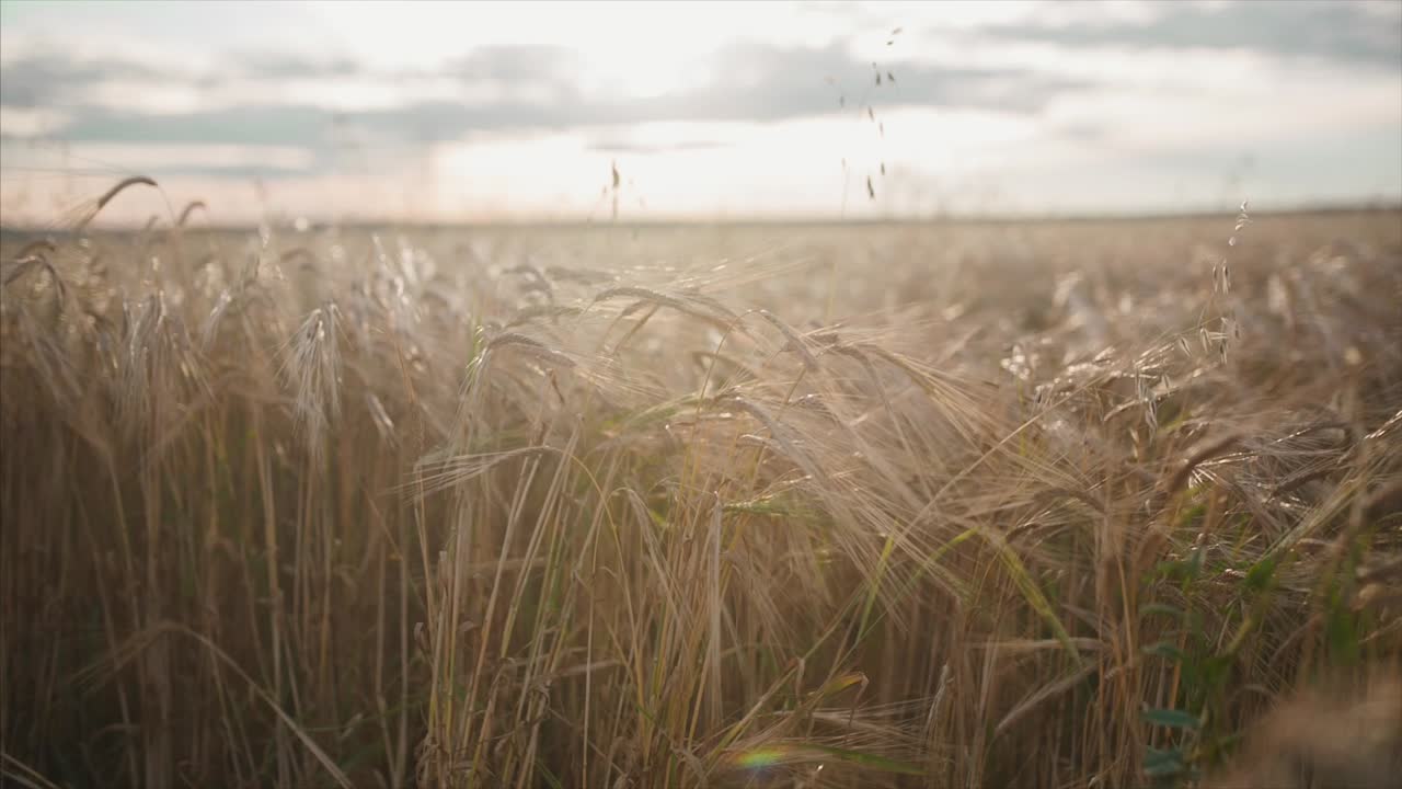 Gylden hvedemark ved solnedgang