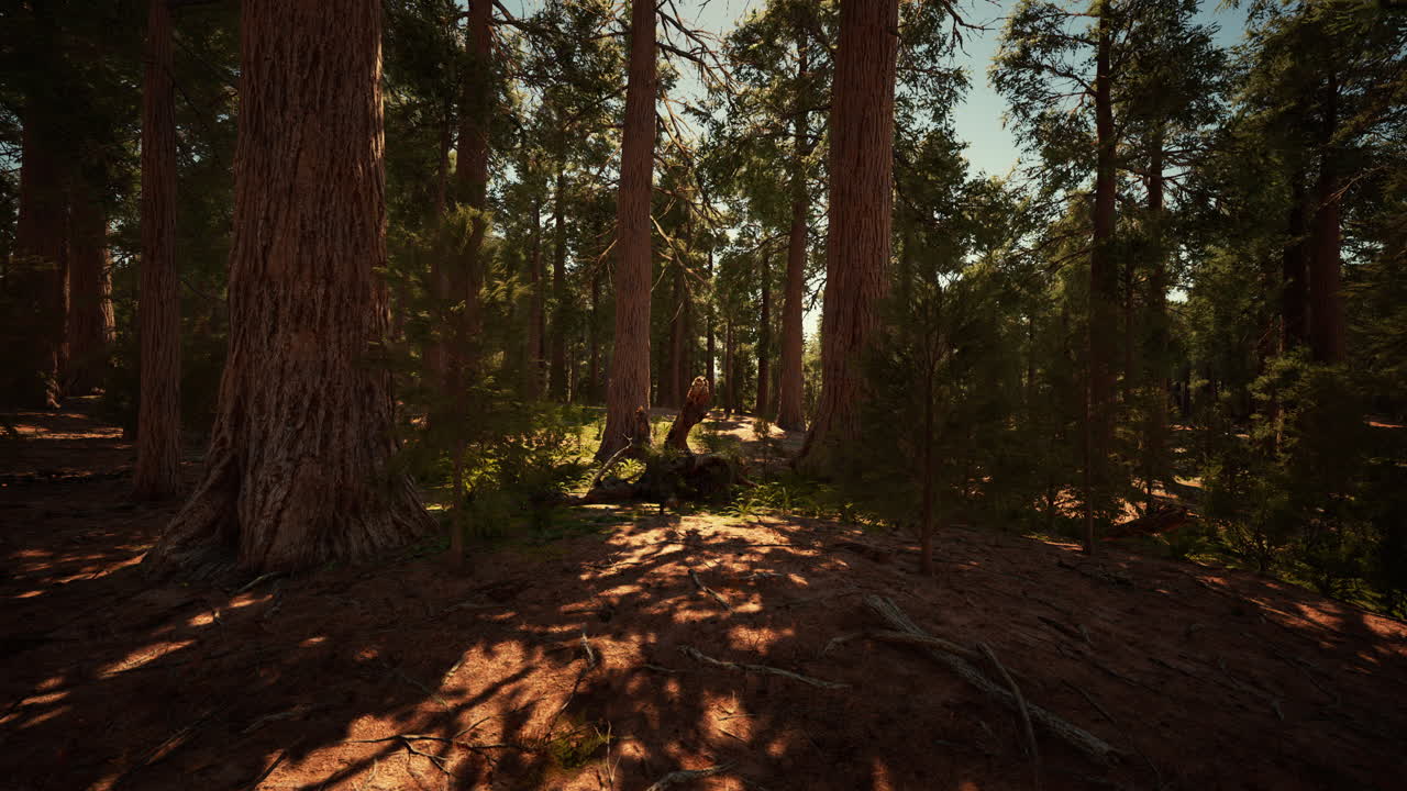 Enormi sequoie situate nel Parco Nazionale di Sequoia