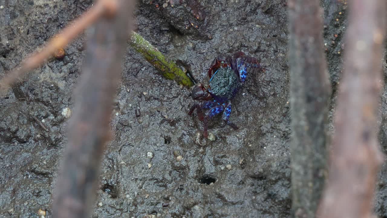 краб с полосой на лице движется по грязевым равнинам, ищет пищу на грязном полу мангровых водно-болотных угодий в период отлива, крупный снимок