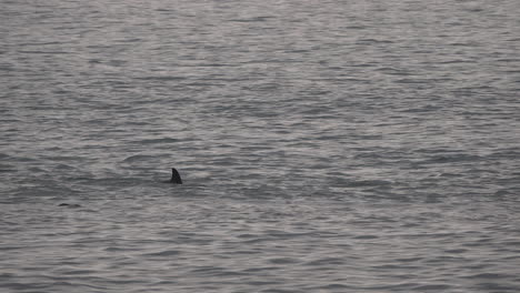 A-dolphin-swims-through-ocean-water-near-floating-debris