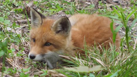 a cute cub of a red fox lies in the grass