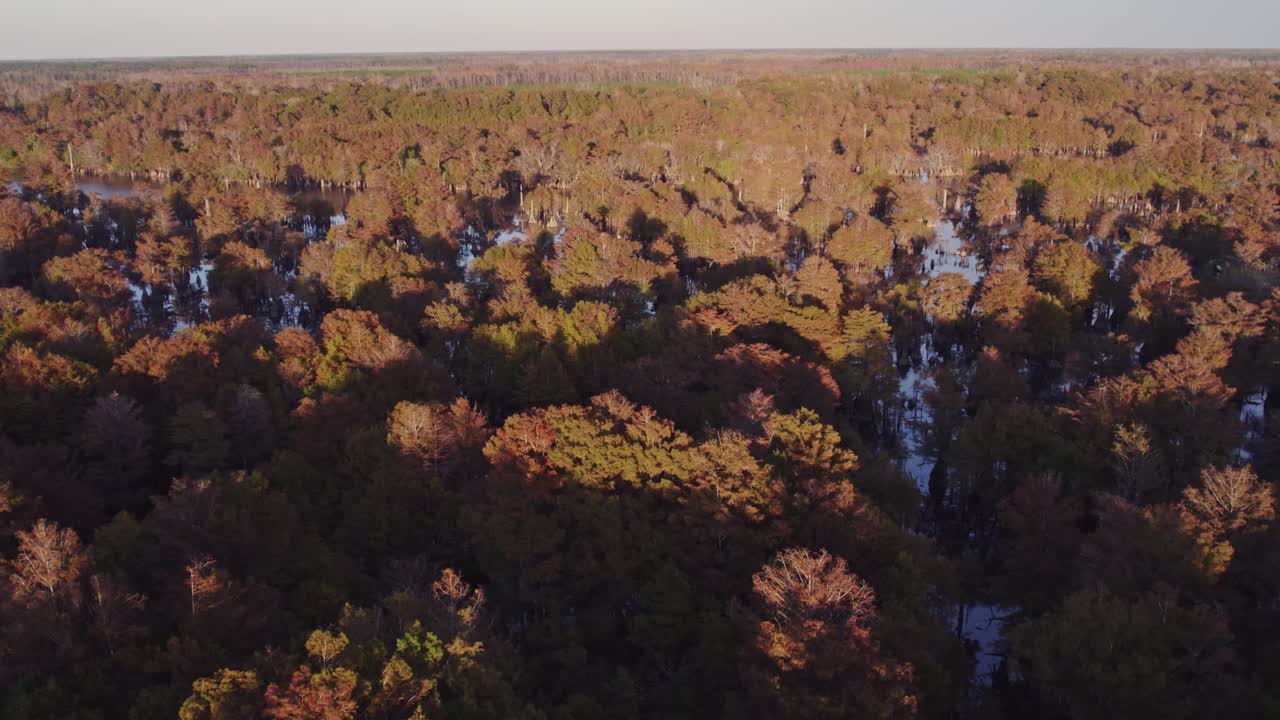 Aerial drone footage flying over a vast autumn forest near Florida’s Dead Lakes
