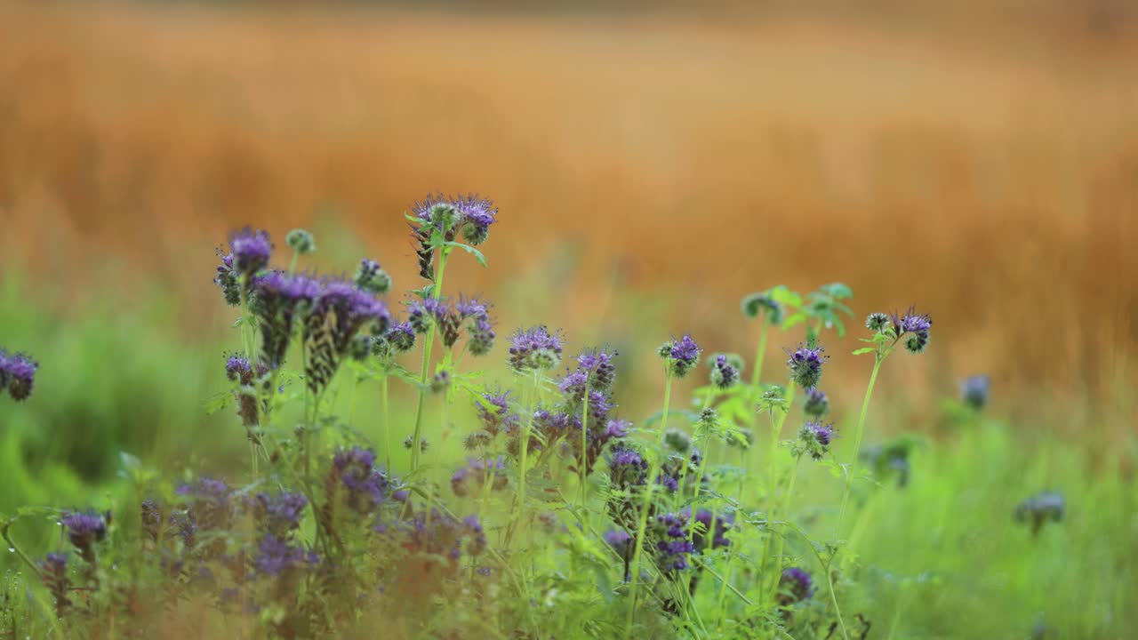 las coloridas flores púrpuras florecen en el exuberante prado verde del otoño