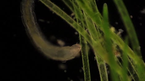 Microscopic-Chironomidae--feeds-amid-aquatic-plants