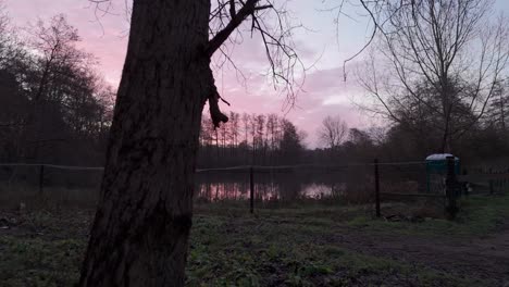 pink sunrise/sunset over a lake in a forest