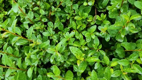 Una-Planta-Despues-De-La-Lluvia