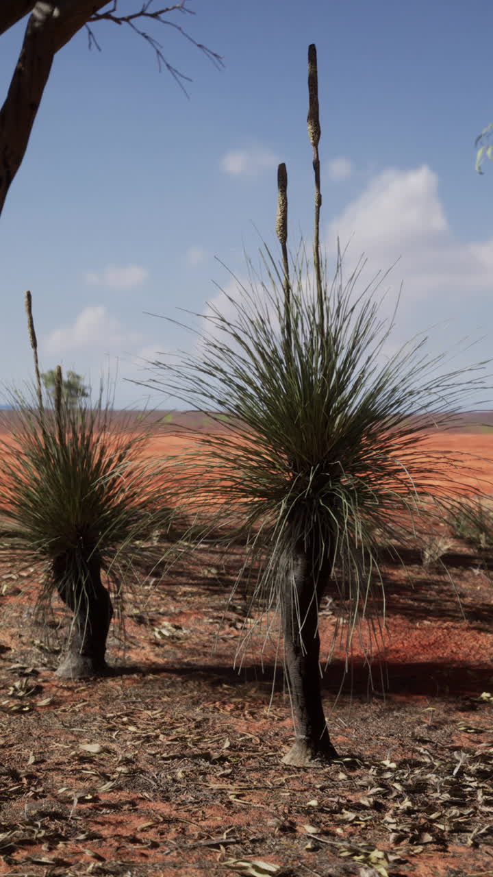 árboles de hierba australianos en un paisaje desértico rojo