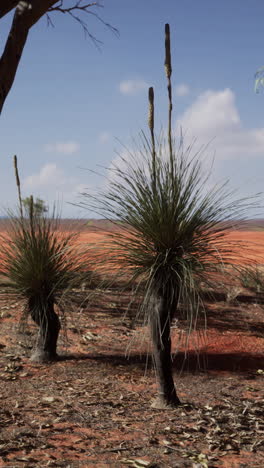 australian grass trees in a red desert landscape