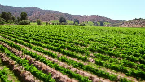 aerial drone fly above peumo vineyard wine growing region green landscape, chile touristic viticulture production