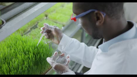 scientist examining microgreens in a lab setting