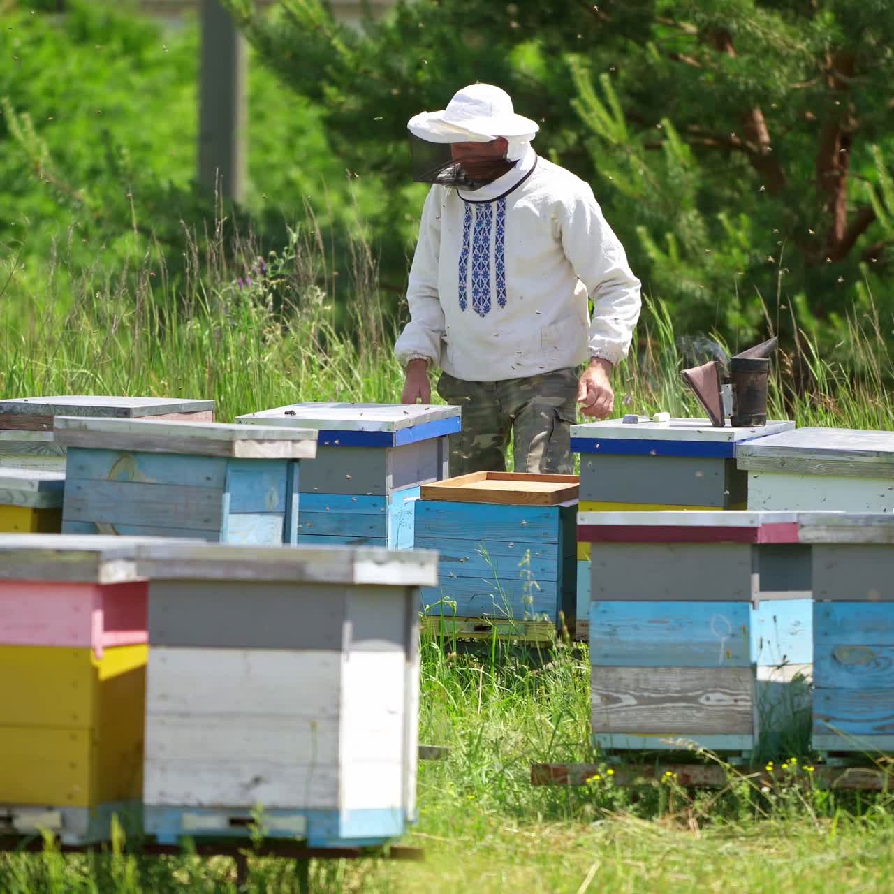Apiarist working on a farm. Professional beekeeper looks after the bees on apiary on green nature background. Many beehives in the countryside.