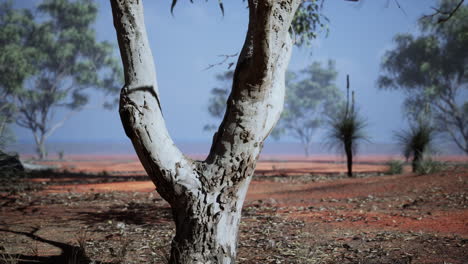 beautiful landscape with tree in africa