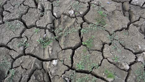 Plants-growing-on-deep-cracked-soil-in-summer-heat-wave