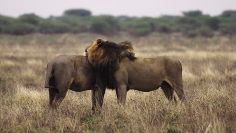 leones panthera leo acicalándose unos a otros en la reserva de caza central de kalahari, botswana - amplia, cámara lenta