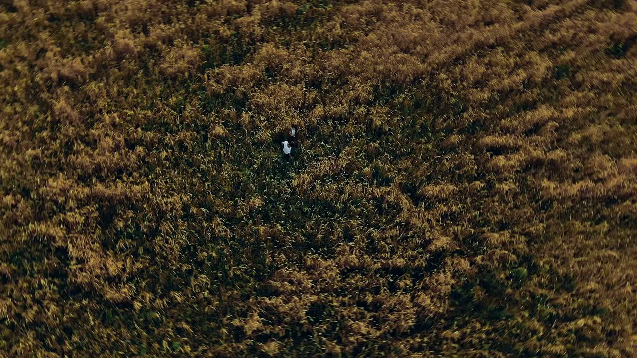 소년과 소녀는 황금의 에 서 있습니다, 위에서 카메라의 원형 움직임.