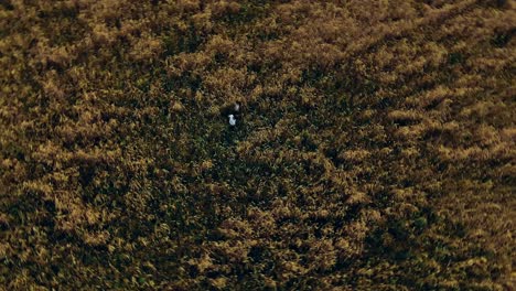 niño con chica están de pie en un campo dorado, un movimiento circular de la cámara desde arriba. vista aérea video desde el helicóptero. vista superior.