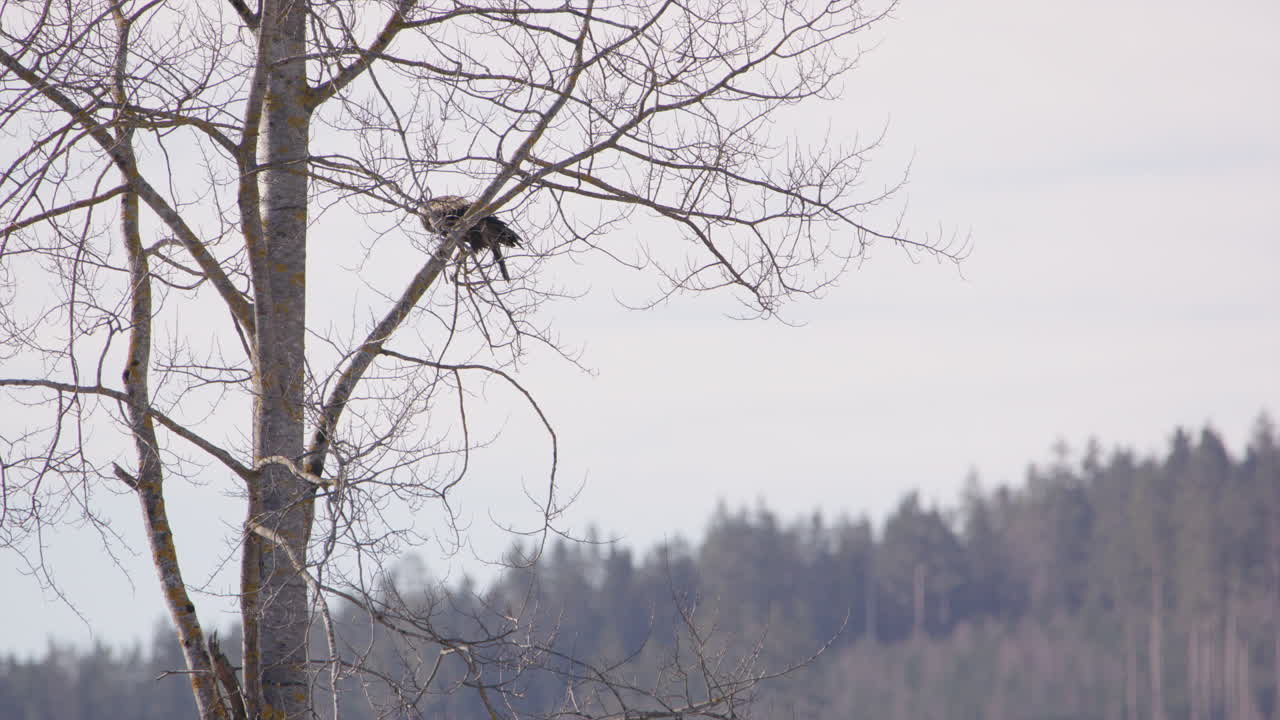 águila marina de cola blanca encaramada en un árbol despega, suecia, tiro ancho estático