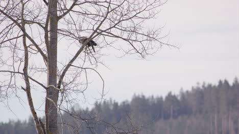 Seeadler-Mit-Seeadler-Sitzt-Auf-Einem-Baum-Und-Hebt-Ab,-Schweden,-Statische-Weitwinkelaufnahme