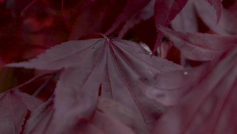 Japanese-maple-tree-leaves