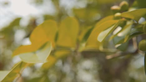 Leaves-closeup---Shallow-depth-of-field-shot