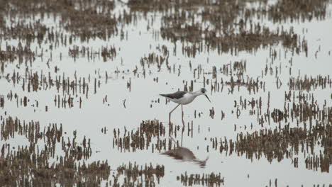 close-up of stilt walker looking for food in swamp